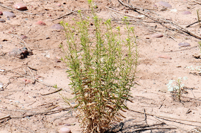 Southern Goldenbush is a subshrub plant that grows upright (erect) or spreading outward (ascending); multiple stems (25 plus); older plants woody; plants generally without surface ornamentation; in coldest areas stems freeze-back to crown. Isocoma pluriflora